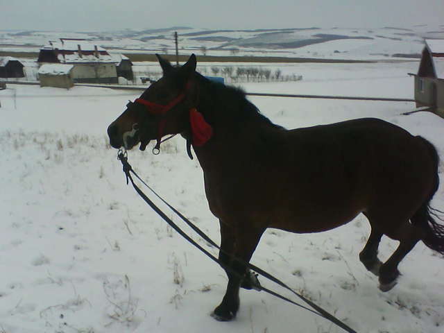 Picture 146 - calul meu