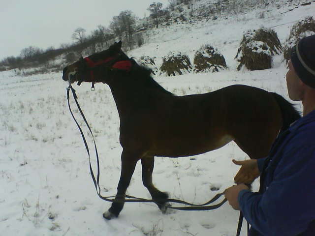 Picture 147 - calul meu