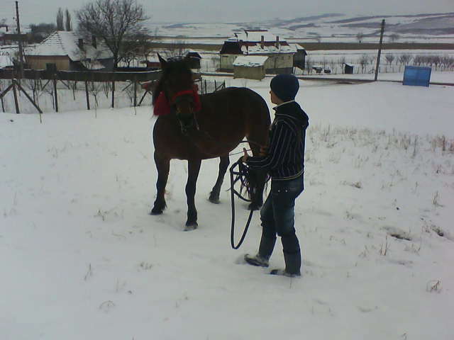 Picture 154 - calul meu