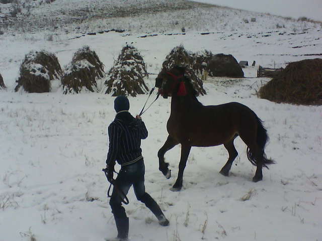 Picture 155 - calul meu