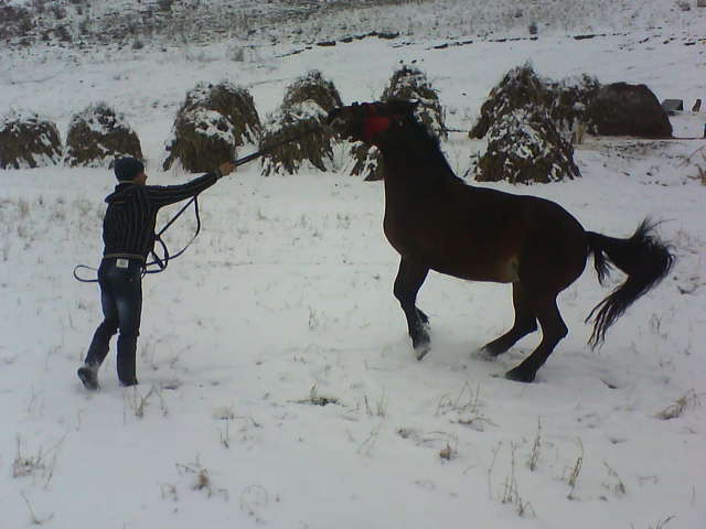 Picture 156 - calul meu