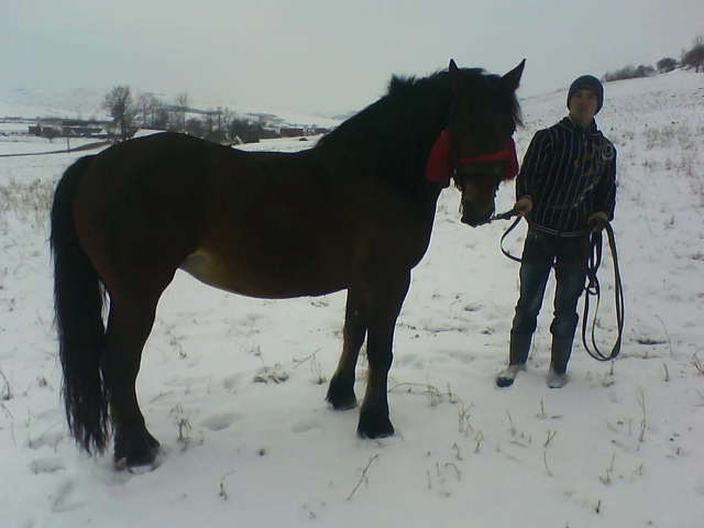 Picture 159 - calul meu