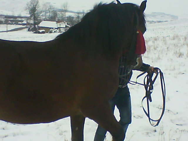 Picture 160 - calul meu