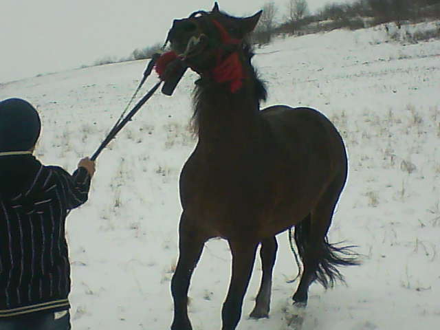 Picture 161 - calul meu