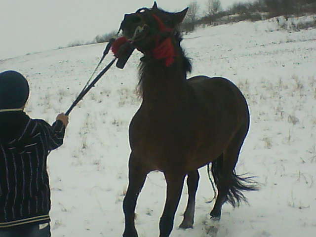 Picture 161