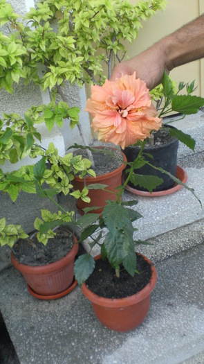 CIMG7134 - diferite flori
