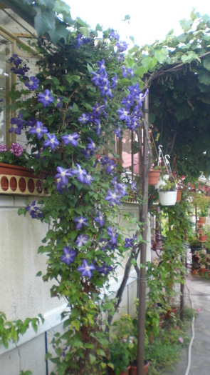 clematis - diferite flori