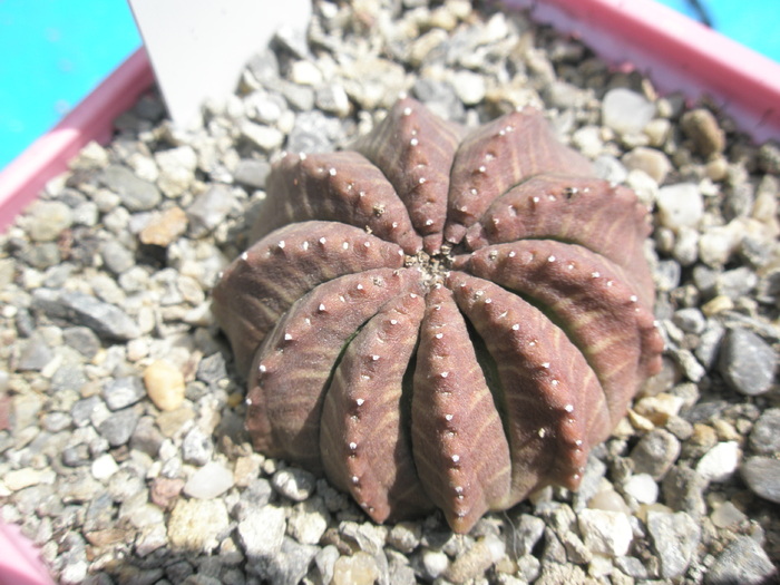 Euphorbia obesa