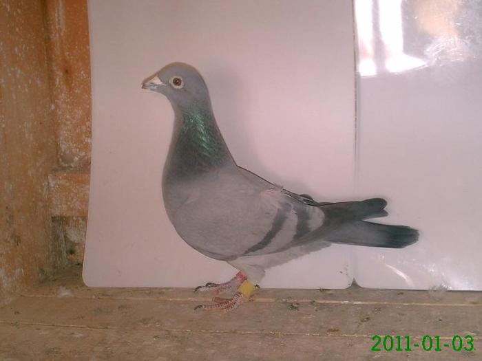 Costica Sorescu-RM  Sarat