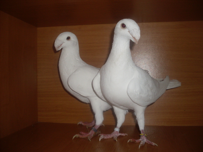 matca 2012 - German beauty pigeons ROMANIA