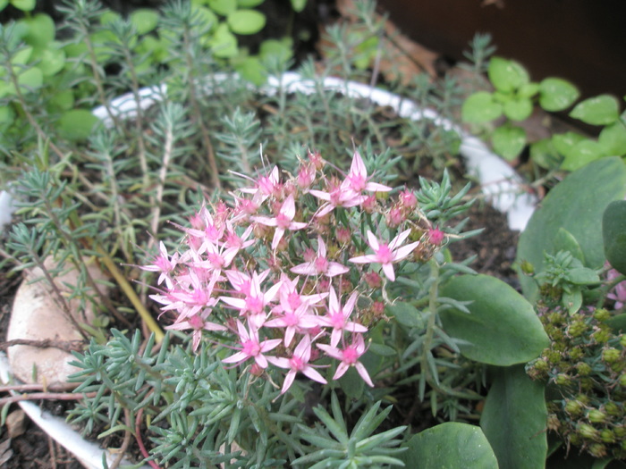 Sedum spectabile - flori; Colectia: Andre
