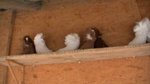 Picture 623 - porumbei gulerati