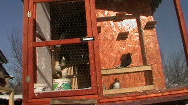Picture 716 - porumbei jucatori cazatori arhiva veche