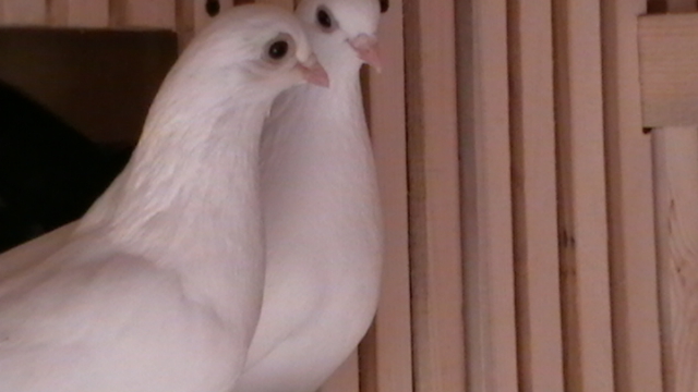 mia cazut pe 14 2011 a scapat