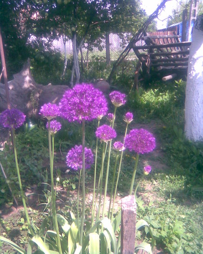 Imag003 - Gradina 2011-2