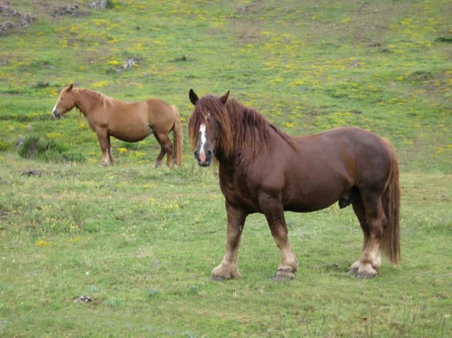 35126-la-riera-caballos-de-babia