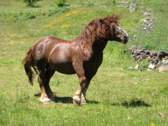 35230-la-riera-caballo-babiano-del-ganadero-senen-prieto