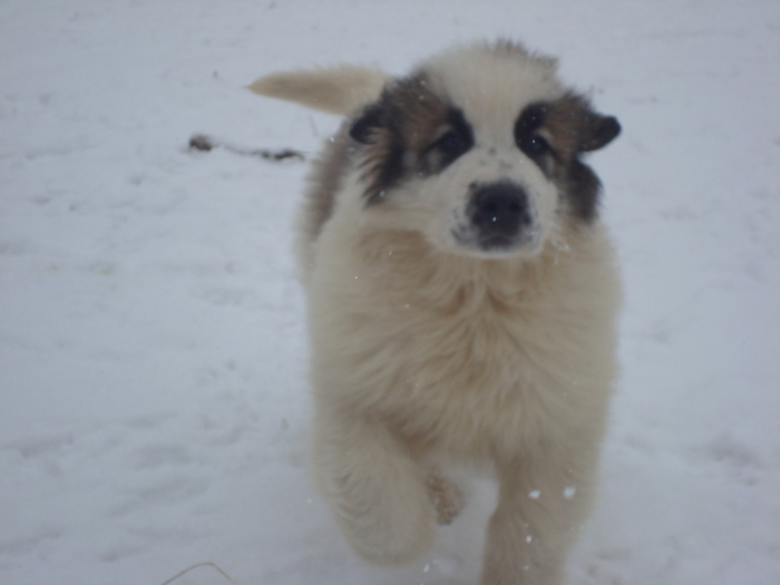 DSC01338; Pin de Plai Vrancean 2 luni
