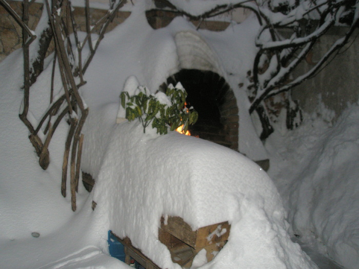 Aucuba prin zapada - 18.12.2009; Colectia: Andre
