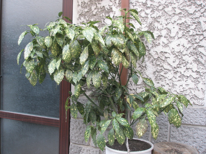 Aucuba japonica - 30.03.2010; Colectia: Andre
