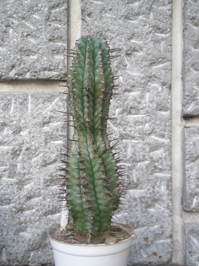 Euphorbia horrida - 27.04.2010; Colectia: Andre
