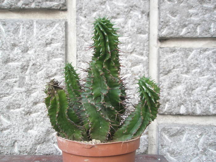 Euphorbia horrida lastarita; Colectia: Andre
