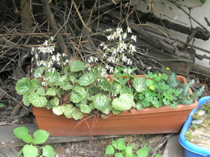 Saxifraga sarmentosa - 13.05.2010; Colectia: Andre
