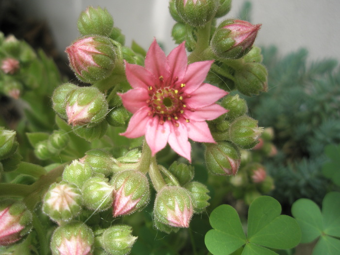 Sempervivum arachnoideum; Colectia: Andre

