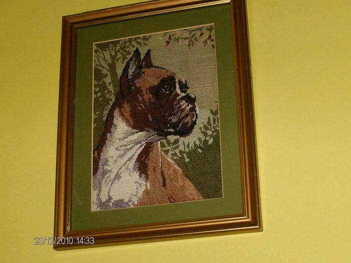 cusut de mine si daruit norei, care a avut un caine boxer...