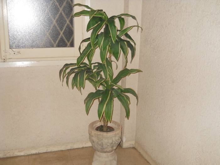 DSCN2443 - Plante
