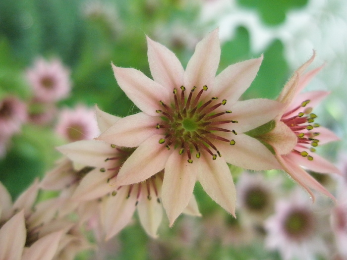 arachnoideum - macro floare; Colectia: Andre
