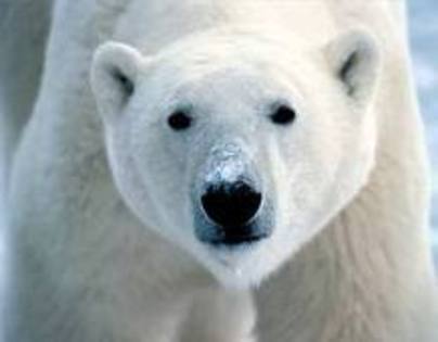 imagesCAJ6GPUE - poze cu fram ursul polar