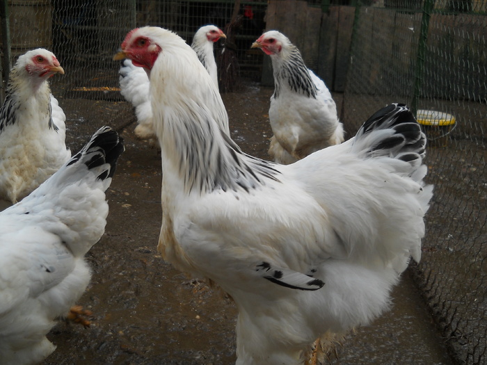 vind pui de brahma deschis 2011 - Gaini brahma