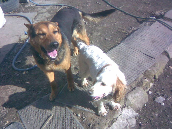21.03.2009 Deni si Bruno; Bruno,lupul, a avut un accident si a trebuit eutanasiat...la ceva timp l-am cumparat pe Athos,caucaz
