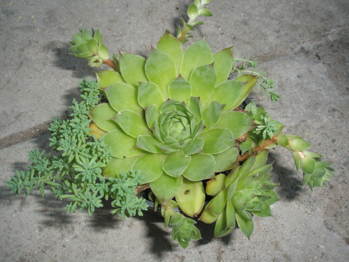 Sempervivum calcareum cu Sedum; Colectia: Andre
