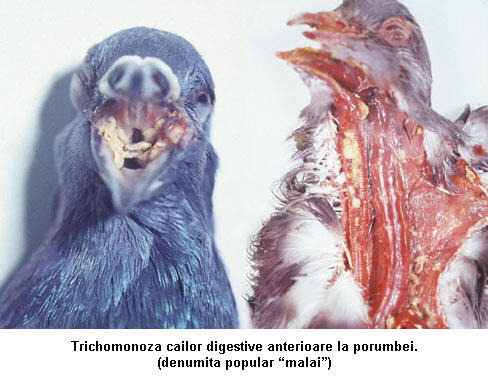 trichomonoza - bolile porumbeilor tratamentele si ordinea acestora inainte de vaccin