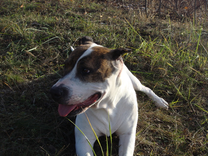 DSC02071 - Fidelitate extrema-ADIO