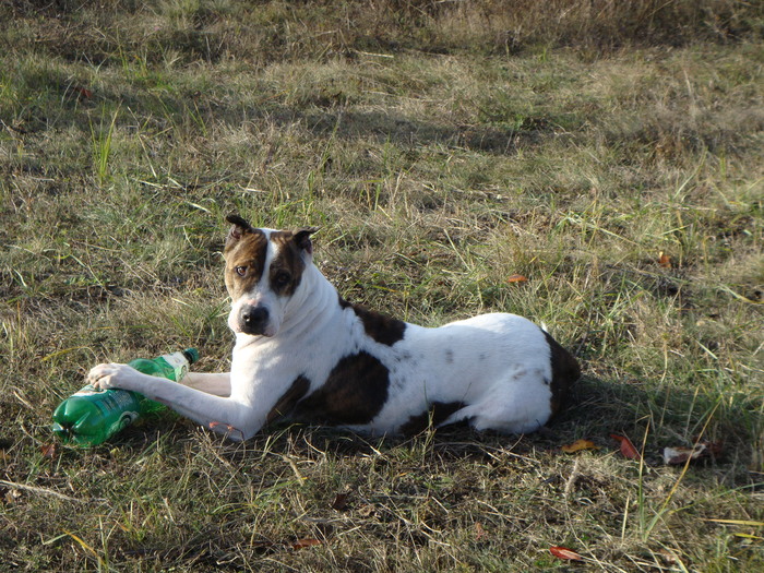 DSC02063 - Fidelitate extrema-ADIO