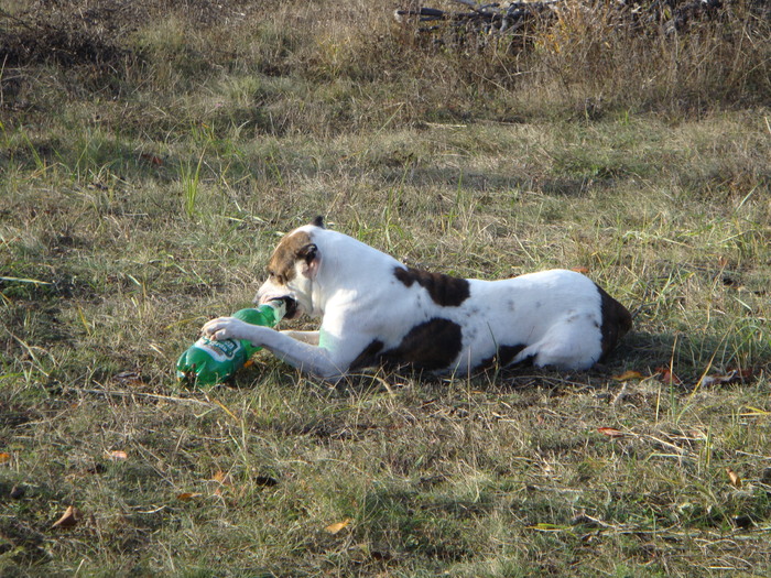 DSC02061 - Fidelitate extrema-ADIO
