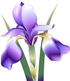 iris - care FLOARE  va place