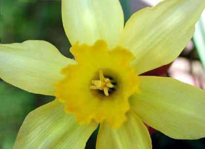 narcisa - care FLOARE  va place