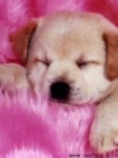 thumb_www_avatare-e_ro_catelusi300