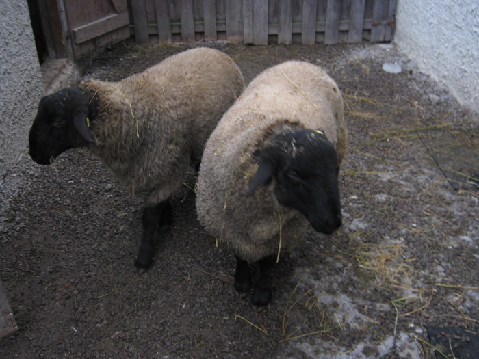 berbecii mei in romania -suffolk