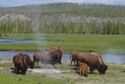 yellowstone spring