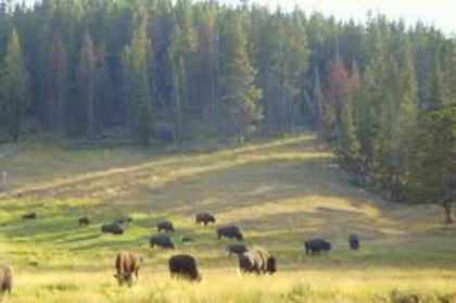 yellowstone-bison