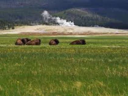 28 - Yellowstone