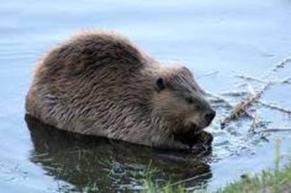 beaver - Yellowstone Animals
