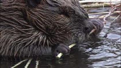 beaver1 - Yellowstone Animals