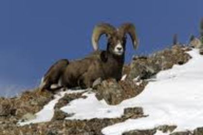bighorne-sheep - Yellowstone Animals