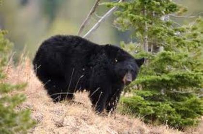 black bear - Yellowstone Animals